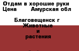 Отдам в хорошие руки › Цена ­ 0 - Амурская обл., Благовещенск г. Животные и растения » Собаки   . Амурская обл.,Благовещенск г.